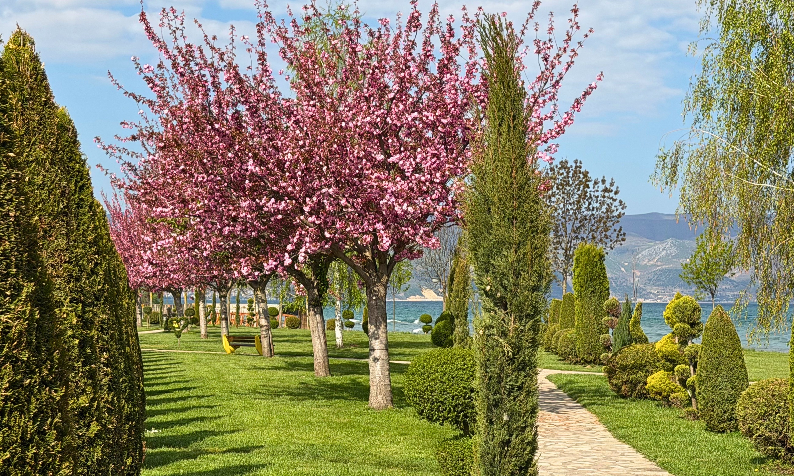 Cherry blossoms in the Saint Naum gardens with Lake Ohrid beyond