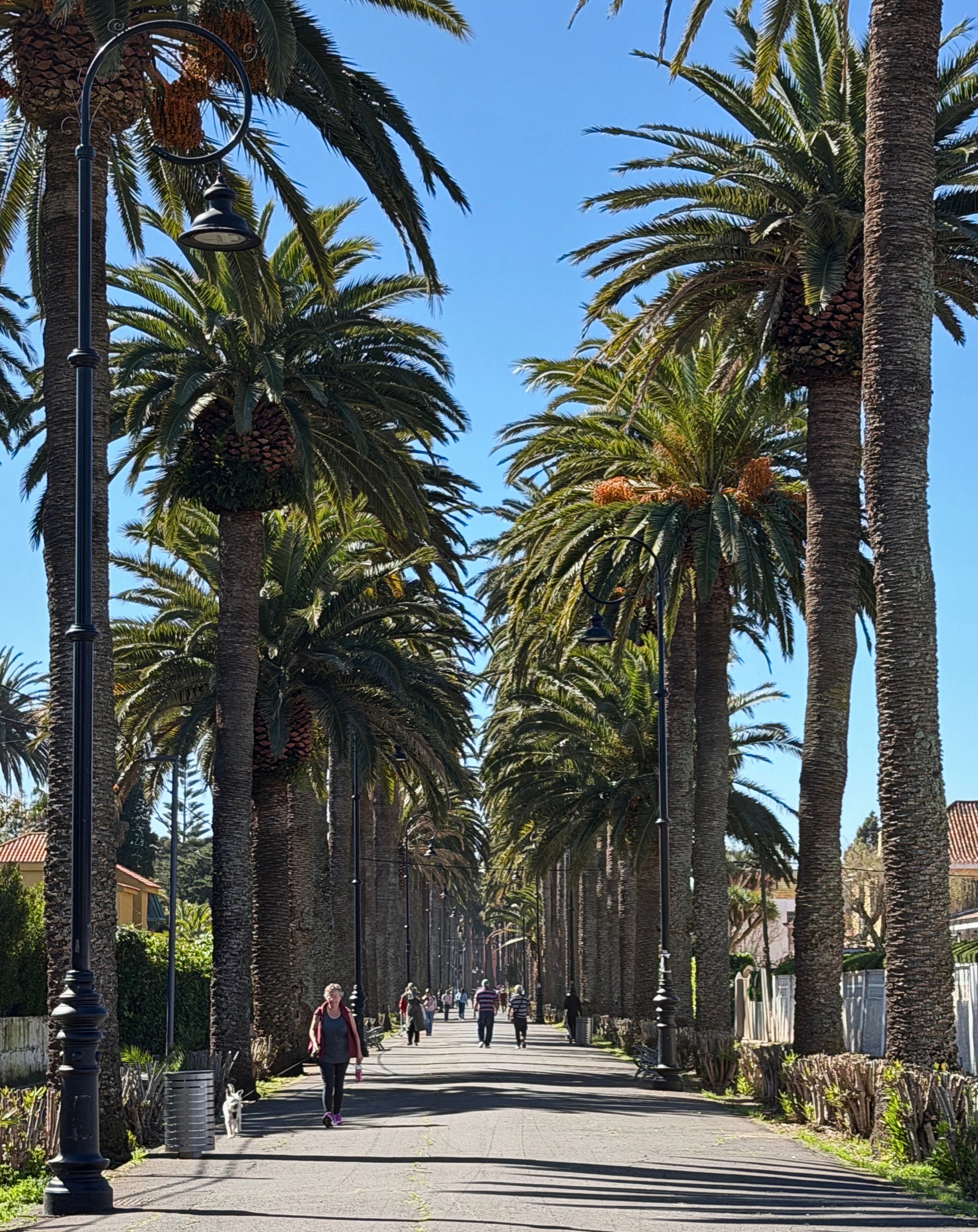 A palm-lined avenue on El Camino Largo in La Laguna.