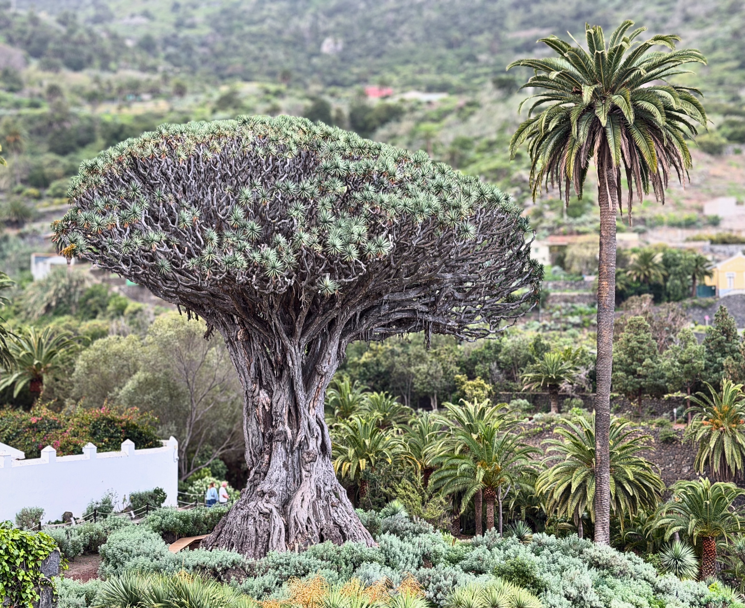 The Drago Milenario dragon tree surrounded by palms and greenery in Icod de los Vinos.