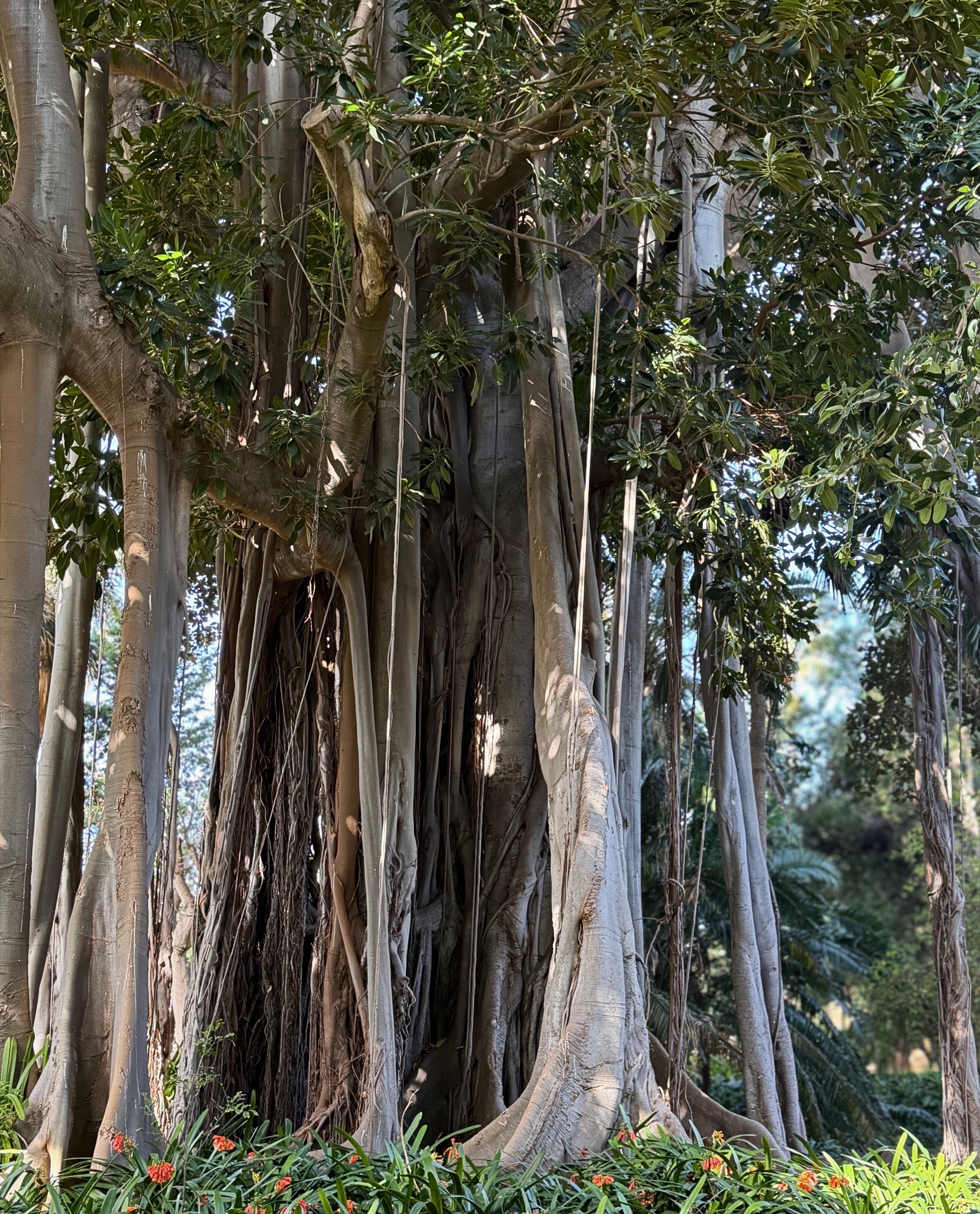 Massive columnar ficus trunk and aerial roots at the Jardín Botánico in Puerto de la Cruz.