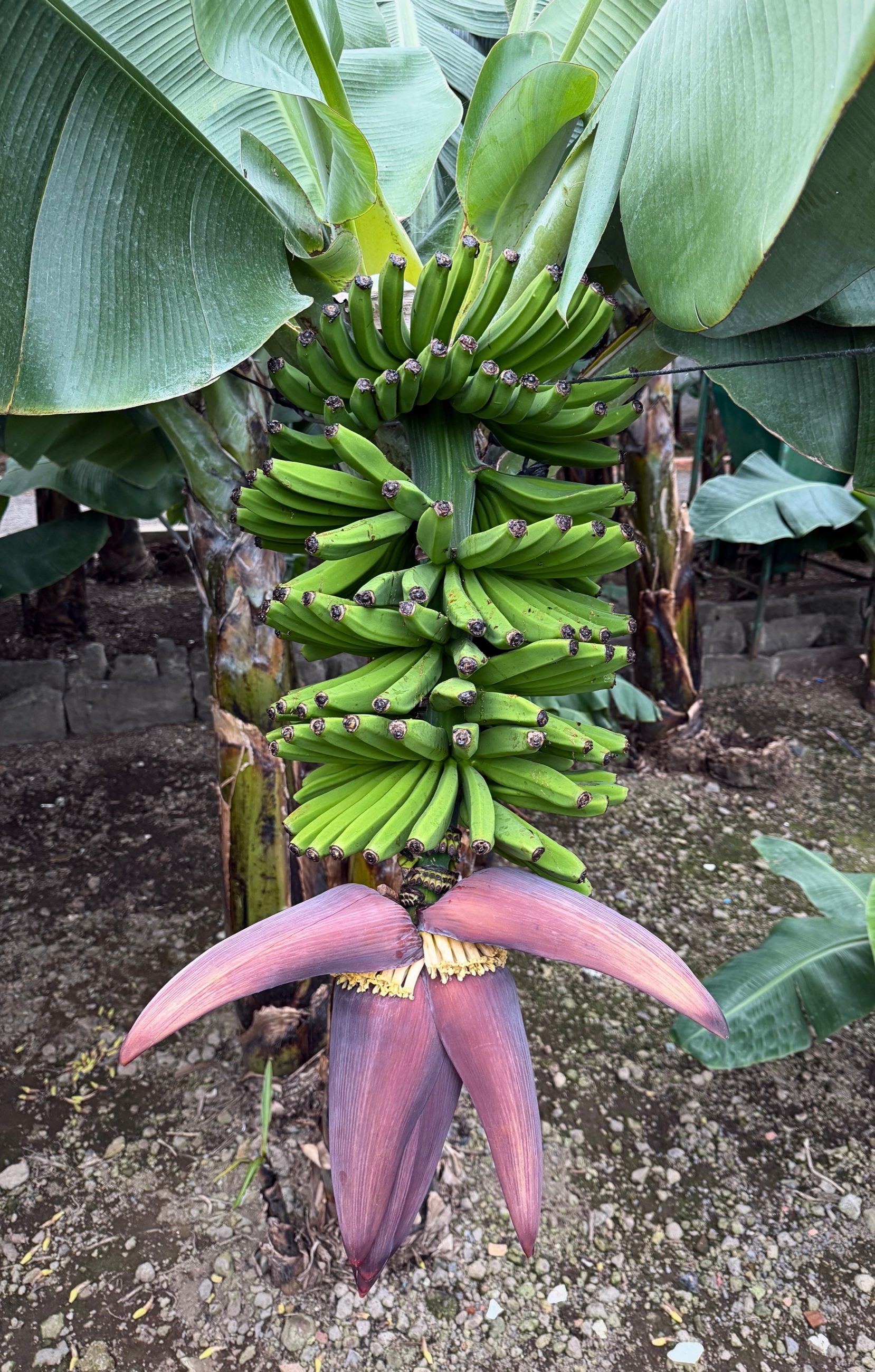Green bananas growing beneath broad leaves in Icod de los Vinos.
