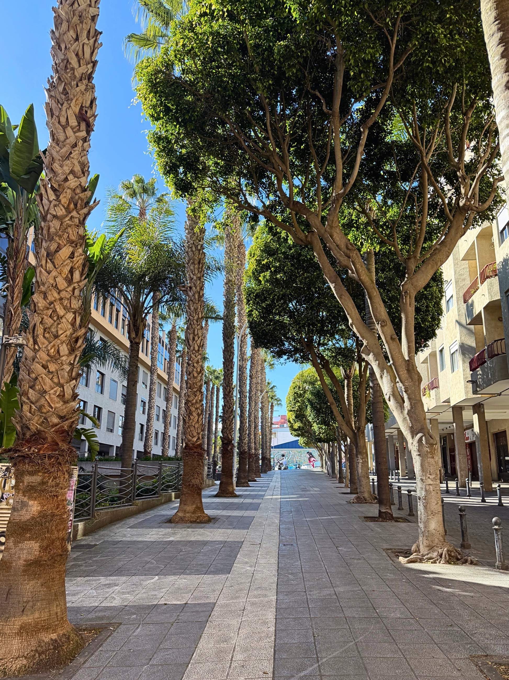A shaded pedestrian walk framed by palms and old trees in La Laguna.