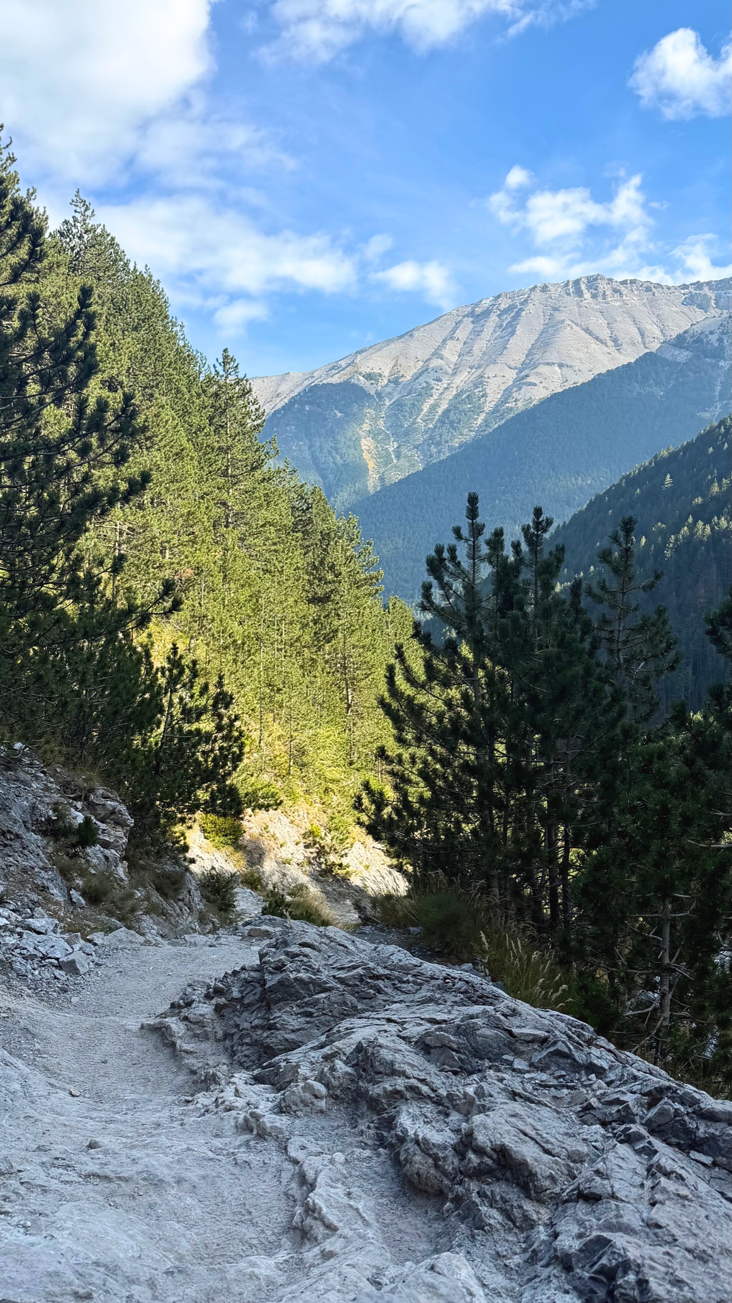 Rocky E4 trail winding through pine forest on Mount Olympus