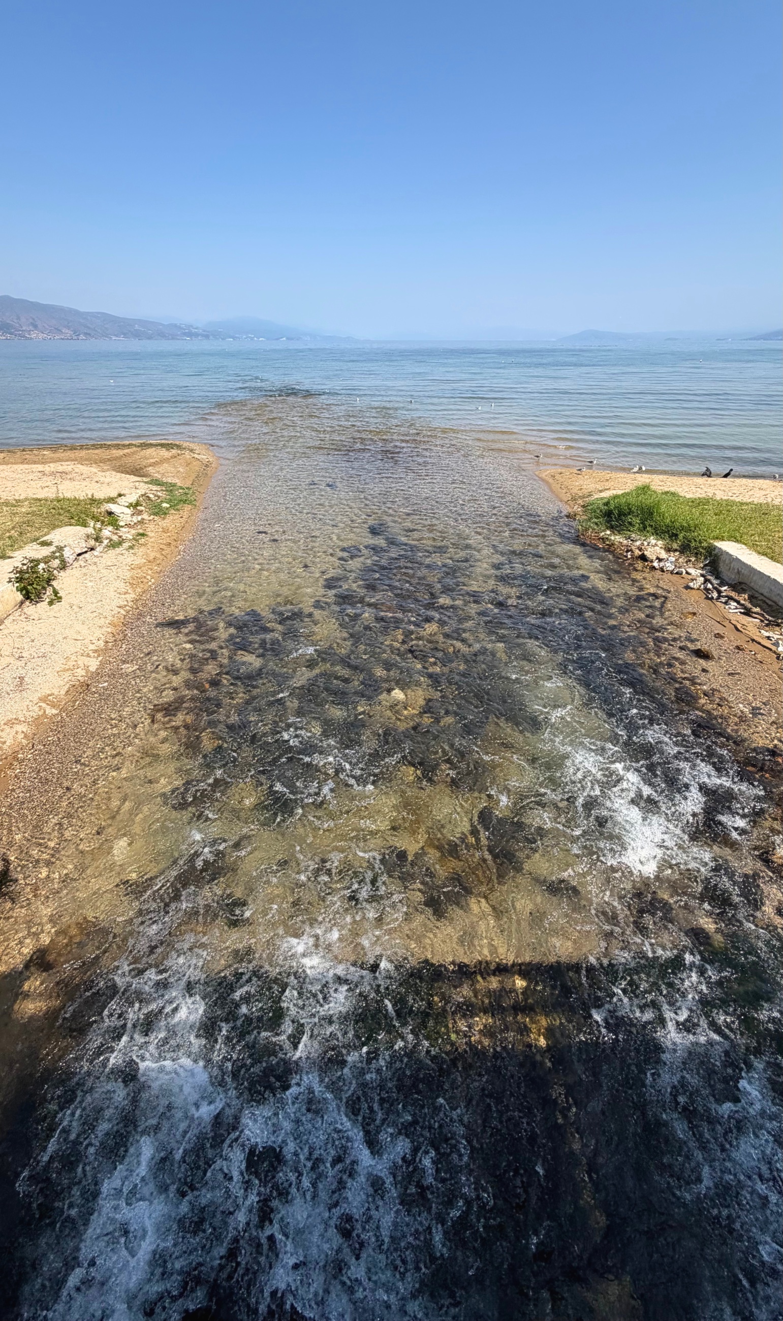Water from Drilon springs flowing toward Lake Ohrid beneath trees.