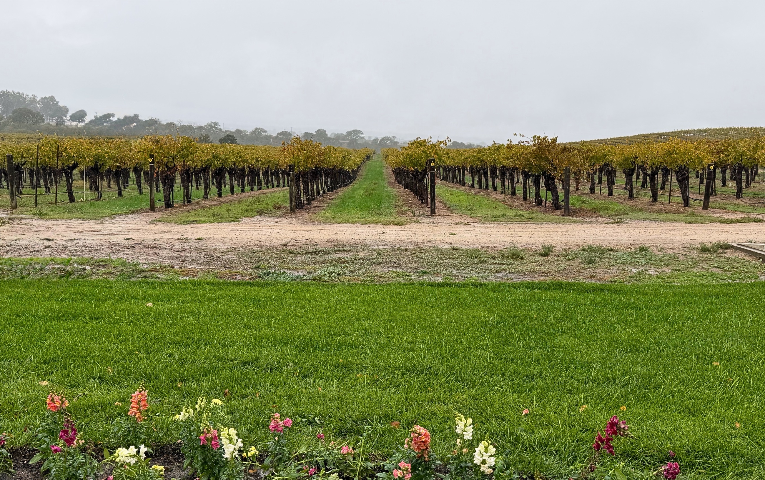 Vineyards in Paso Robles under a rainy autumn sky