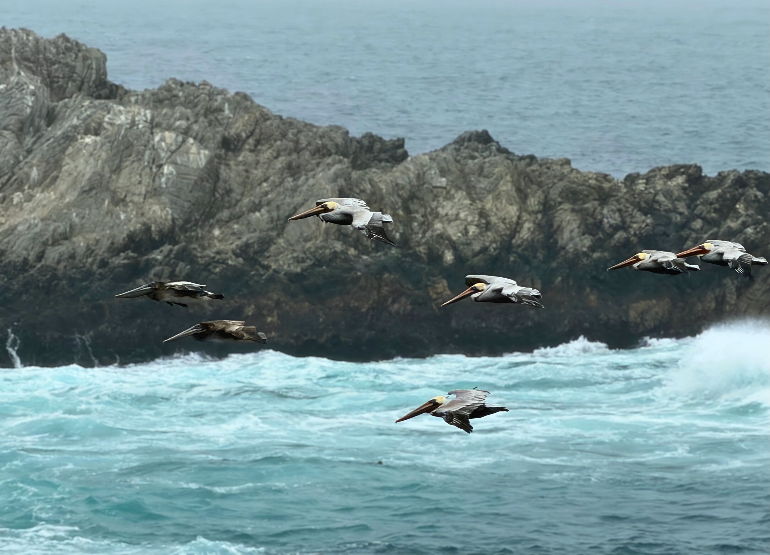 Pelicans flying along the coast near Point Lobos